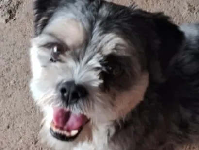 Cachorro raça Shitzu idade 5 anos nome Logan