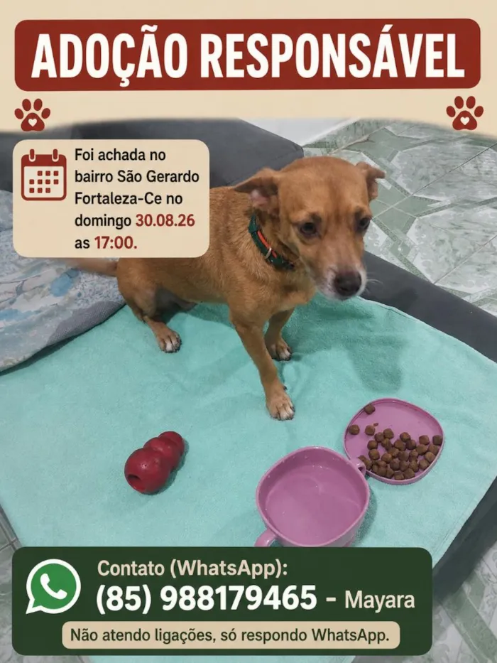 Cachorro raça SRD-ViraLata idade 2 anos nome Nina