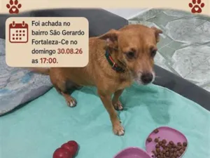 Cachorro raça SRD-ViraLata idade 2 anos nome Nina
