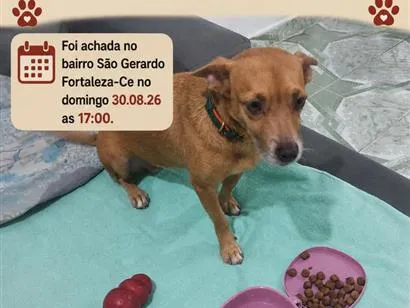 Cachorro raça SRD-ViraLata idade 2 anos nome Nina