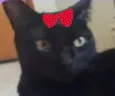 Safira