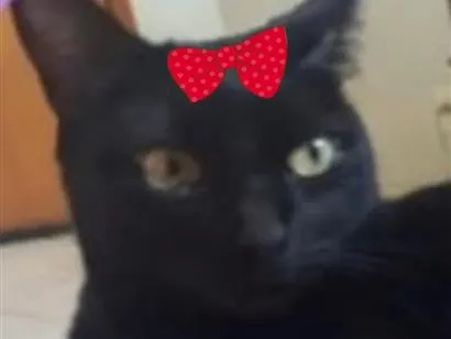 Gato raça SRD-ViraLata idade 1 ano nome Safira