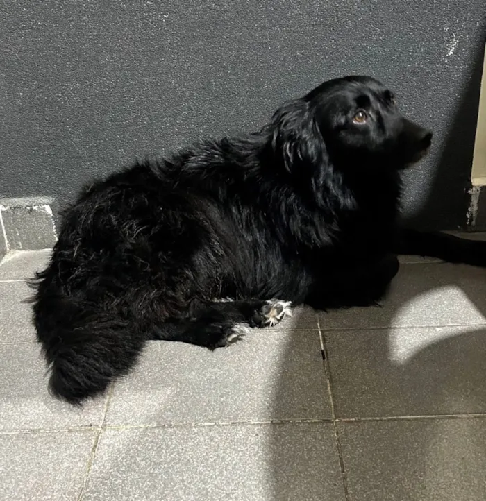 Cachorro raça SRD-ViraLata idade 3 anos nome Luna