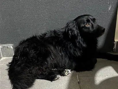 Cachorro raça SRD-ViraLata idade 3 anos nome Luna