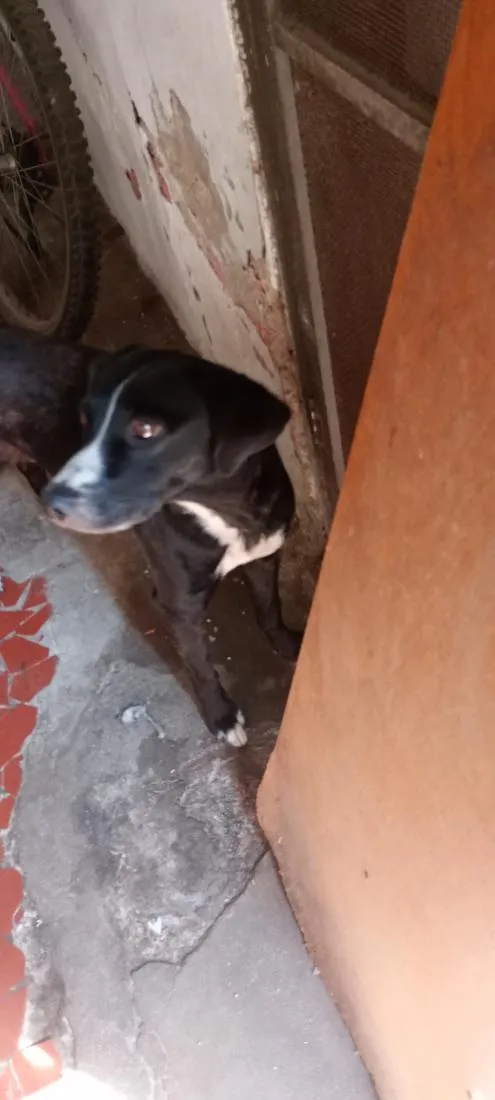 Cachorro raça SRD-ViraLata idade 6 ou mais anos nome Lua
