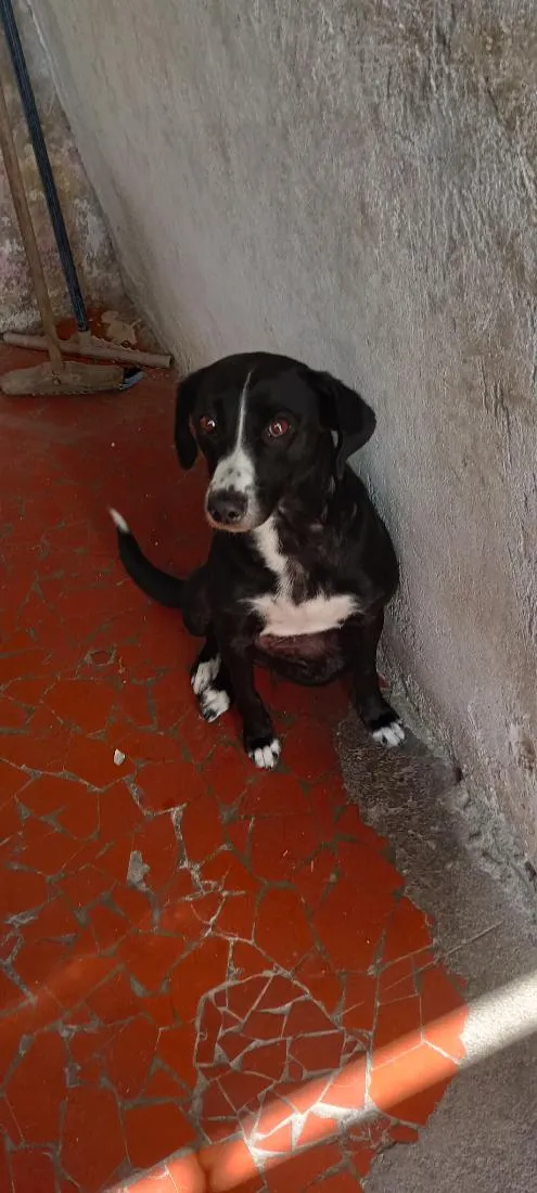 Cachorro raça SRD-ViraLata idade 6 ou mais anos nome Lua