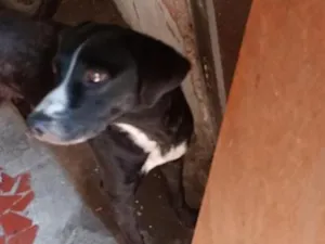 Cachorro raça SRD-ViraLata idade 6 ou mais anos nome Lua