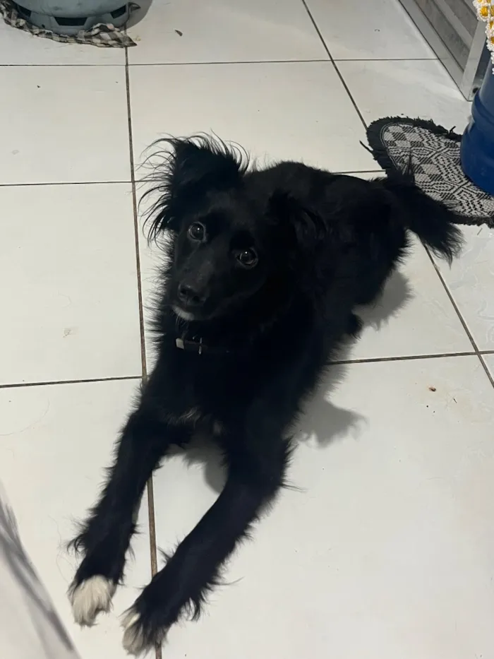 Cachorro raça SRD-ViraLata idade 1 ano nome Zoe