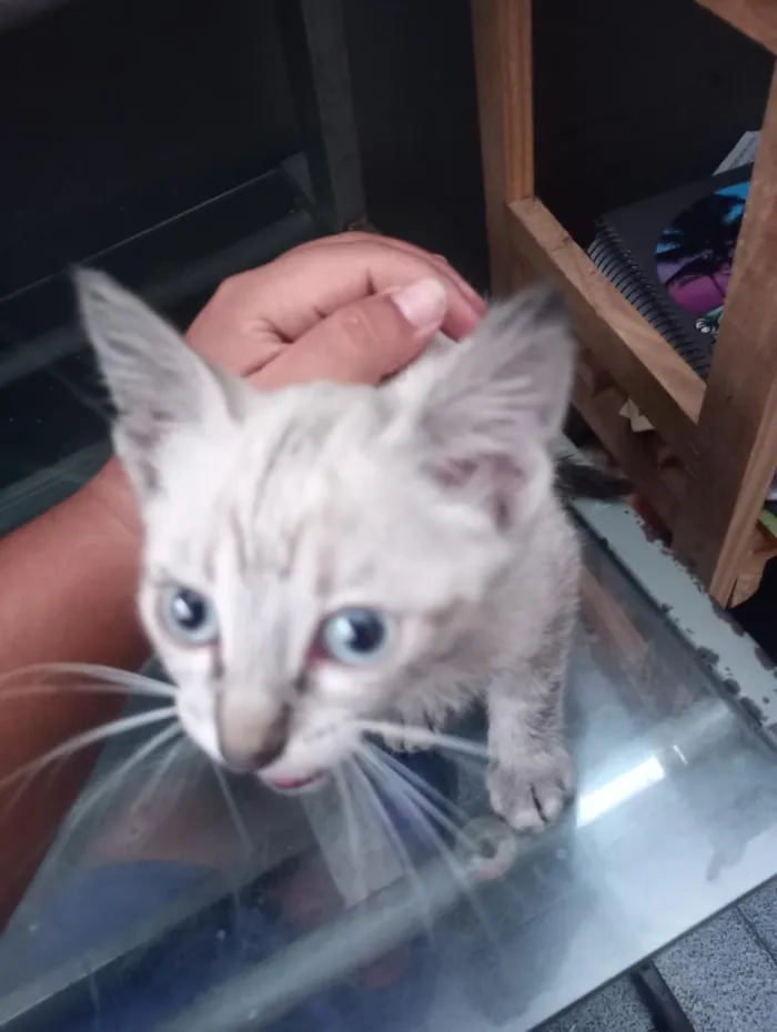 Gato raça SRD-ViraLata idade 2 a 6 meses nome Indilili
