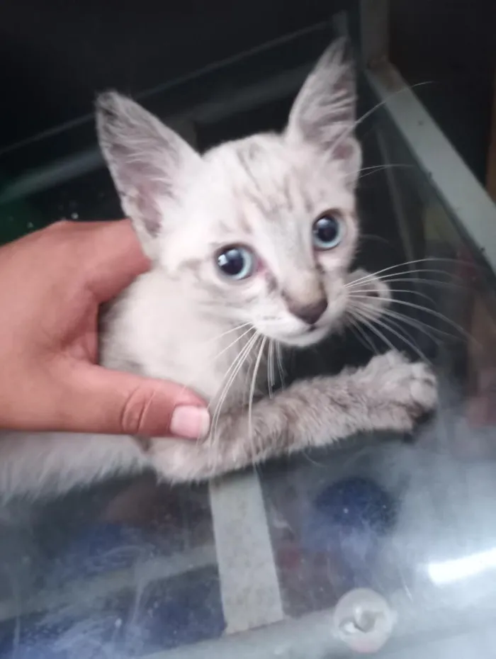 Gato raça SRD-ViraLata idade 2 a 6 meses nome Indilili