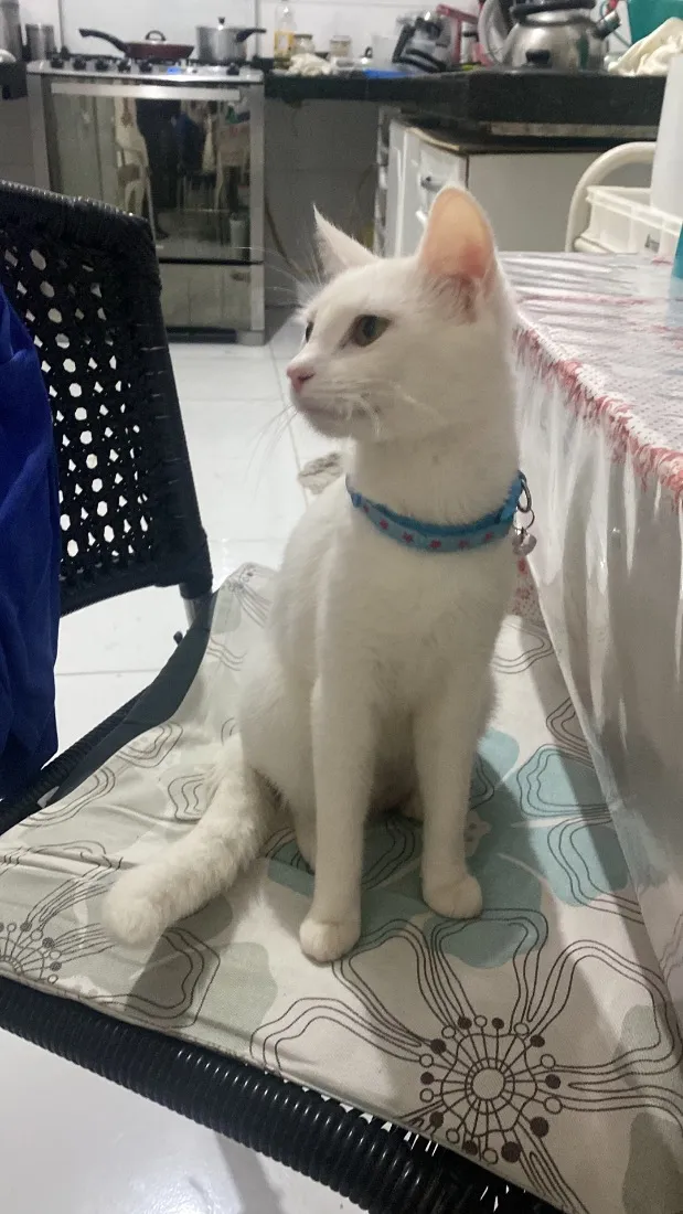 Gato raça SRD-ViraLata idade 1 ano nome Marie