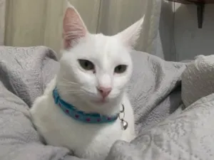 Gato raça SRD-ViraLata idade 1 ano nome Marie