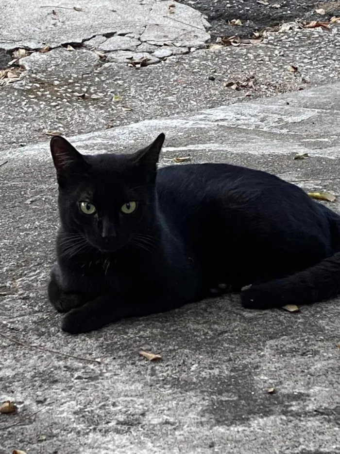 Gato raça SRD-ViraLata idade 2 a 6 meses nome Noah