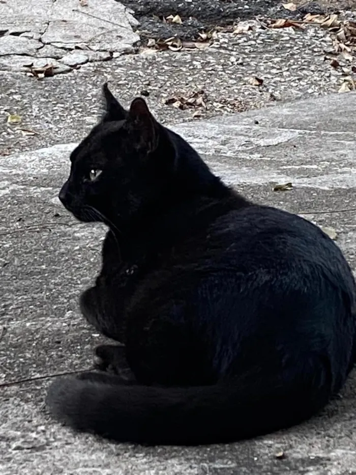 Gato raça SRD-ViraLata idade 2 a 6 meses nome Noah