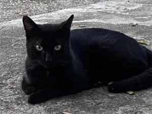 Gato raça SRD-ViraLata idade 2 a 6 meses nome Noah