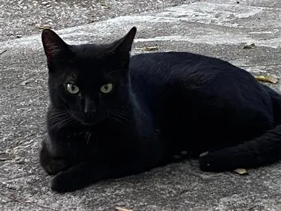 Gato raça SRD-ViraLata idade 2 a 6 meses nome Noah