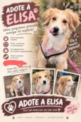Elisa