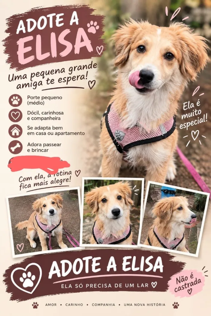 Cachorro raça SRD-ViraLata idade 1 ano nome Elisa