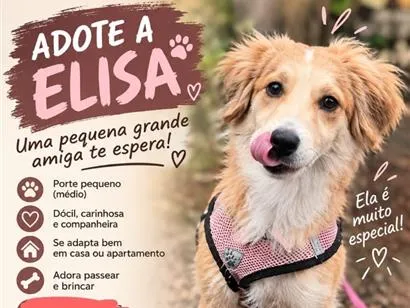 Cachorro raça SRD-ViraLata idade 1 ano nome Elisa