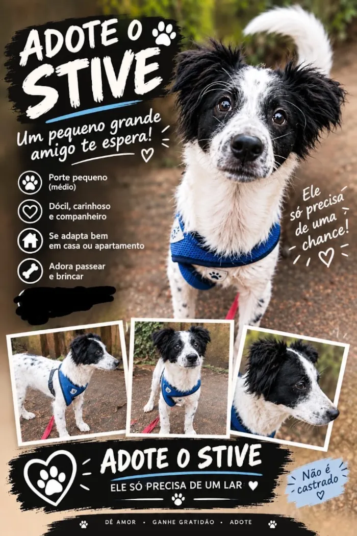 Cachorro raça SRD-ViraLata idade 1 ano nome Steve