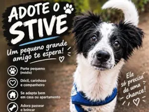 Cachorro raça SRD-ViraLata idade 1 ano nome Steve