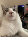 faisca