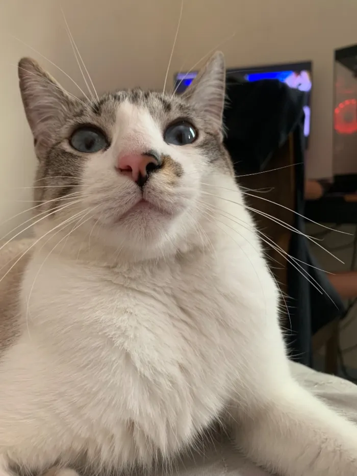 Gato raça SRD-ViraLata idade 2 anos nome faisca