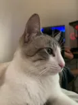 faisca