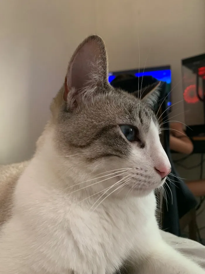 Gato raça SRD-ViraLata idade 2 anos nome faisca