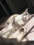 faisca
