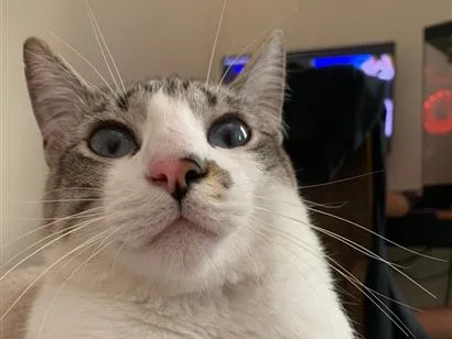 Gato raça SRD-ViraLata idade 2 anos nome faisca