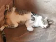Simba