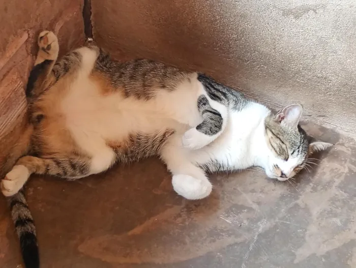 Gato raça SRD-ViraLata idade 1 ano nome Simba