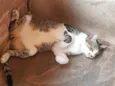 Simba