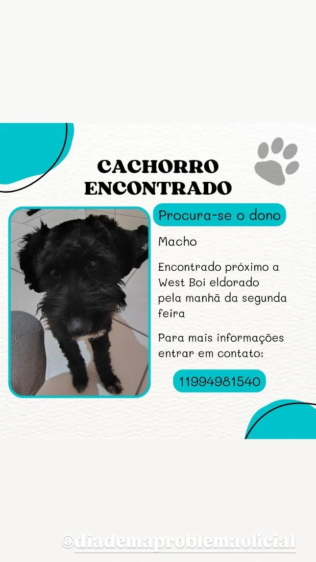 Cachorro raça SRD-ViraLata idade 2 anos nome black