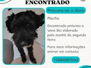 Cachorro raça SRD-ViraLata idade 2 anos nome black