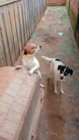 1 pelotinha 2 testinha
