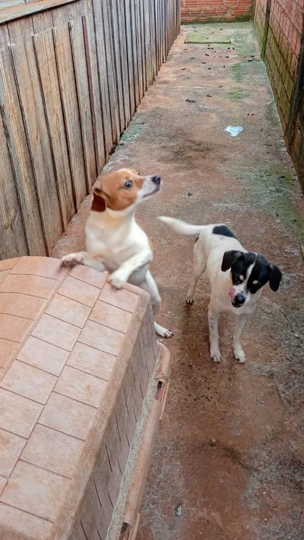 Cachorro raça SRD-ViraLata idade 5 anos nome 1 pelotinha 2 testinha