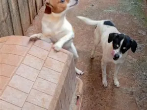 Cachorro raça SRD-ViraLata idade 5 anos nome 1 pelotinha 2 testinha