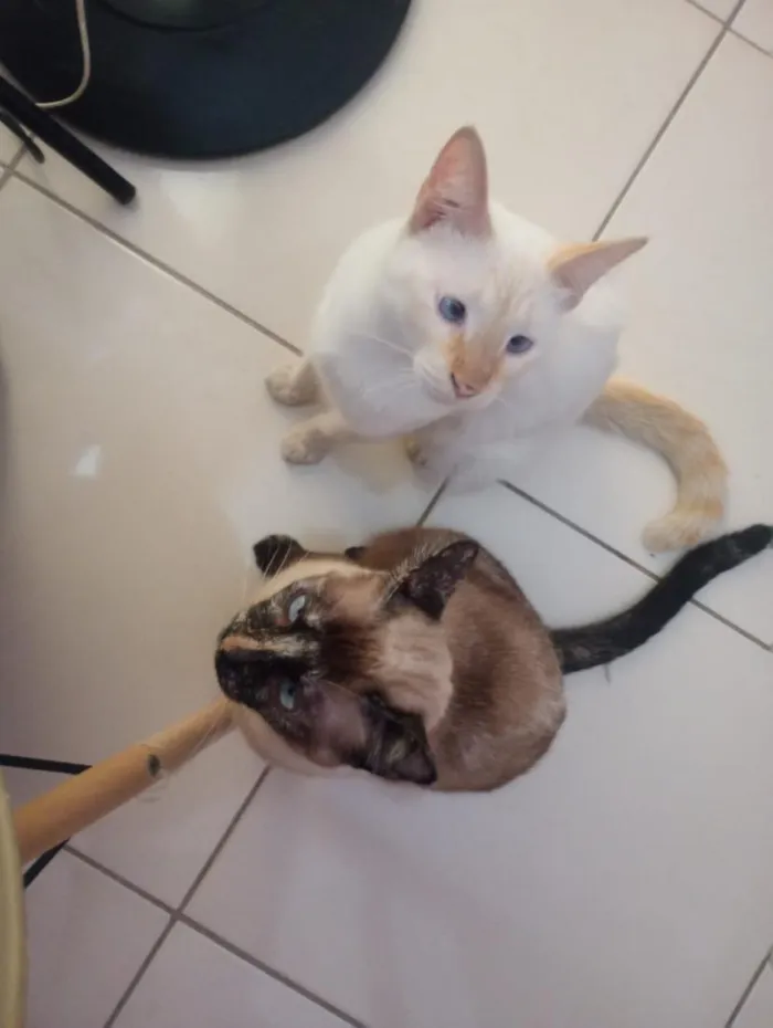 Gato raça SRD-ViraLata idade 2 anos nome Jade e Jhudy