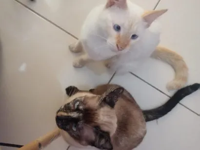 Gato raça SRD-ViraLata idade 2 anos nome Jade e Jhudy