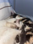 Serena e Misty