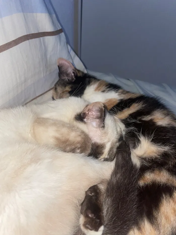 Gato raça SRD-ViraLata idade 7 a 11 meses nome Serena e Misty