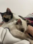 Serena e Misty