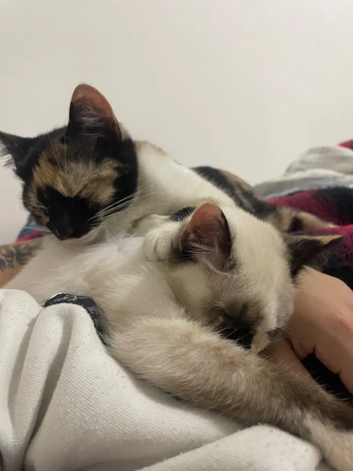 Gato raça SRD-ViraLata idade 7 a 11 meses nome Serena e Misty