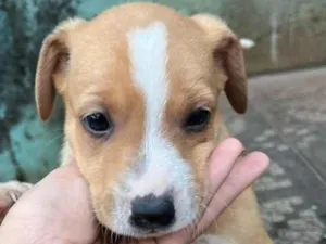 Cachorro raça SRD-ViraLata idade Abaixo de 2 meses nome Filhotes 