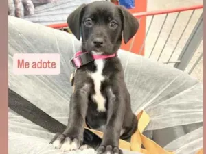 Cachorro raça SRD-ViraLata idade 2 a 6 meses nome Pantera