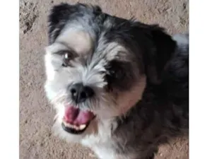 Cachorro raça Shitzu idade 5 anos nome Logan