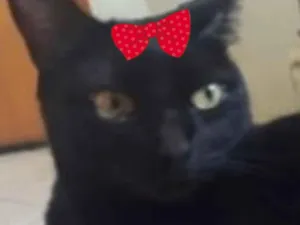 Gato raça SRD-ViraLata idade 1 ano nome Safira