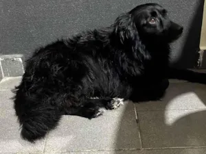 Cachorro raça SRD-ViraLata idade 3 anos nome Luna